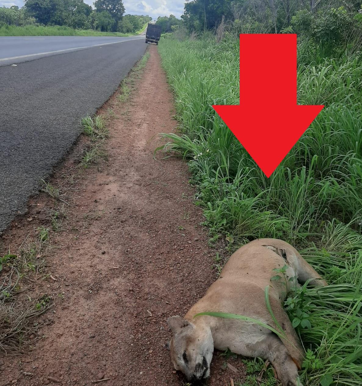 Onça-parda é encontrada morta às margens da BR-153 entre os municípios de Tabocão e Guaraí