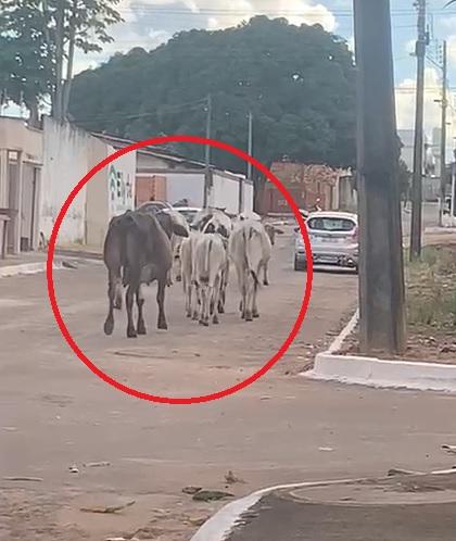 Moradores de Guaraí voltam a flagrar rebanho com 20 bovinos circulando por ruas do Setor Planalto