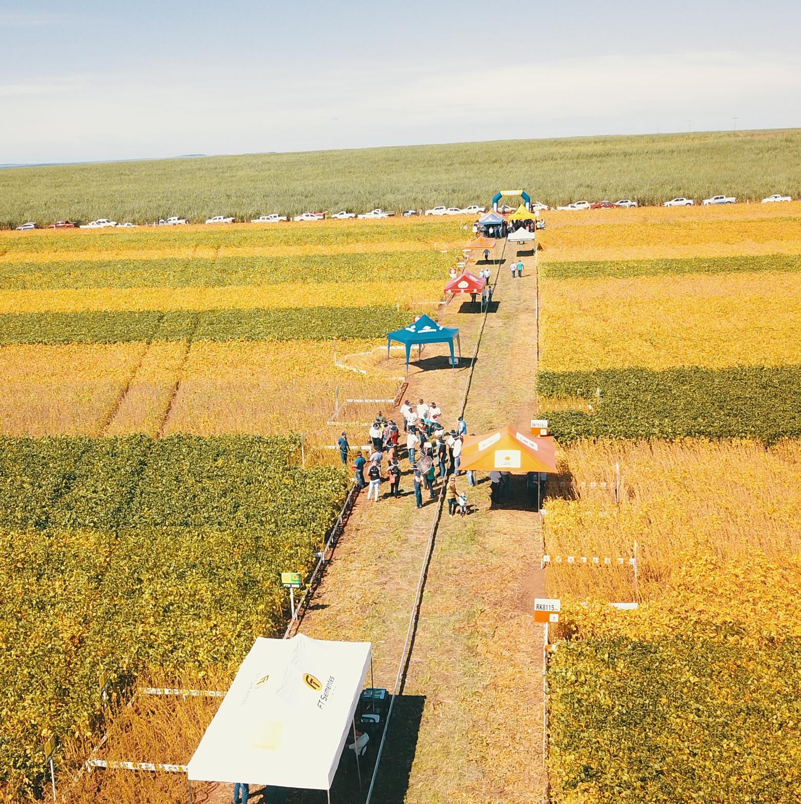 Dia de campo virtual da COAPA vai apresentar resultados de 22 variedades de soja para a região