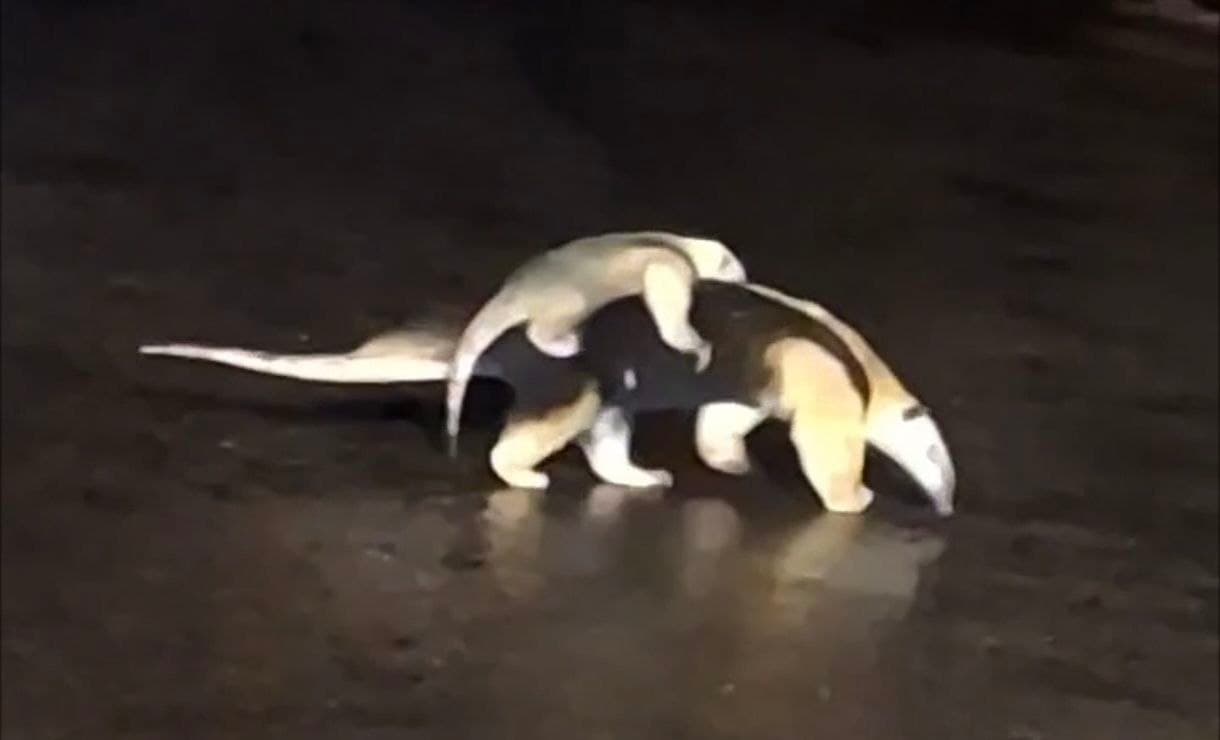 Foto da notícia: Tamanduá com filhote nas costas atravessa rua em Guaraí e o vídeo viraliza nas redes sociais