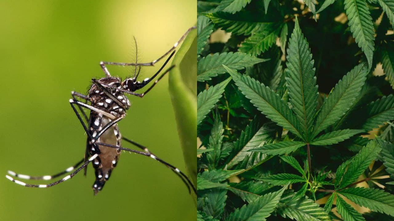 Foto da notícia: Substância presente na maconha é mais eficaz para matar mosquito resistente a pesticidas