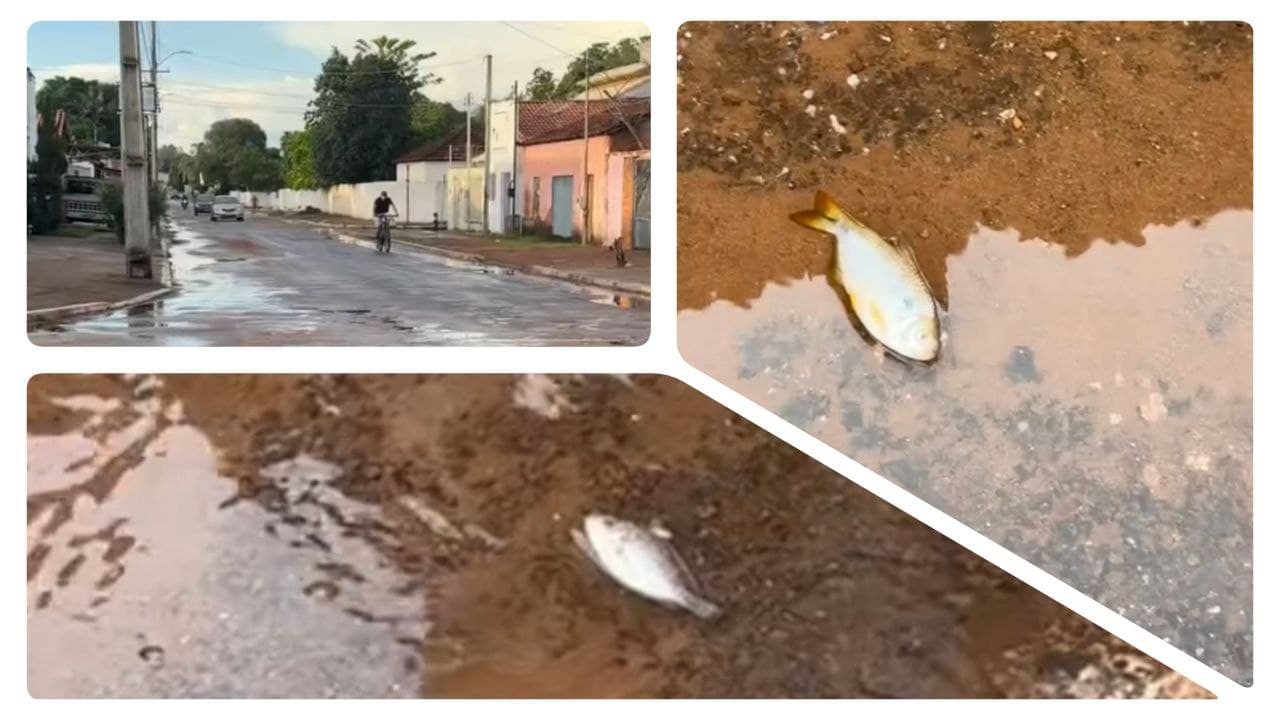 Foto da notícia: Após chuva intensa, peixes aparecem no meio da rua em Guaraí e deixam moradores surpresos
