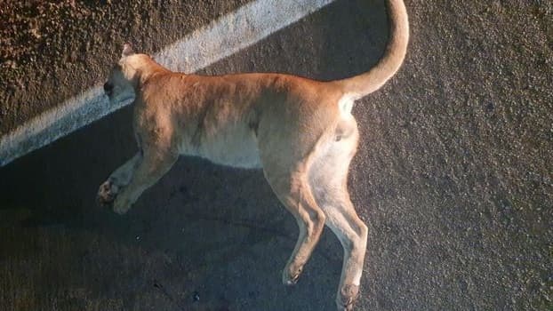 Imagem da notícia: Vítima de atropelamento, mais uma onça-parda é encontrada morta em rodovia próxima de Guaraí