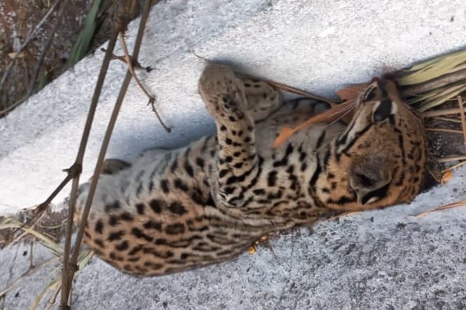 Imagem da notícia: Mais um felino selvagem é encontrado morto perto Guaraí; atropelamentos se multiplicam desde 2021