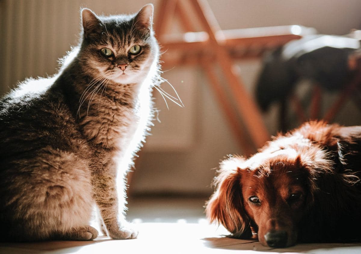 Imagem da notícia: Pregão estimado em quase R$ 1 milhão vai licitar empresa para castração de cães e gatos em Guaraí