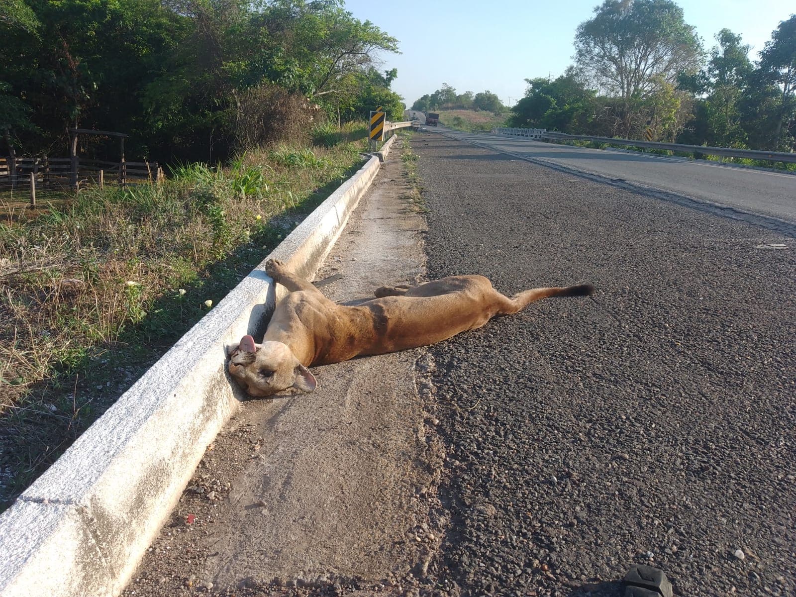 Imagem da notícia: Onça-parda (macho) é encontrada morta na BR-153, bem próximo do perímetro urbano de Guaraí