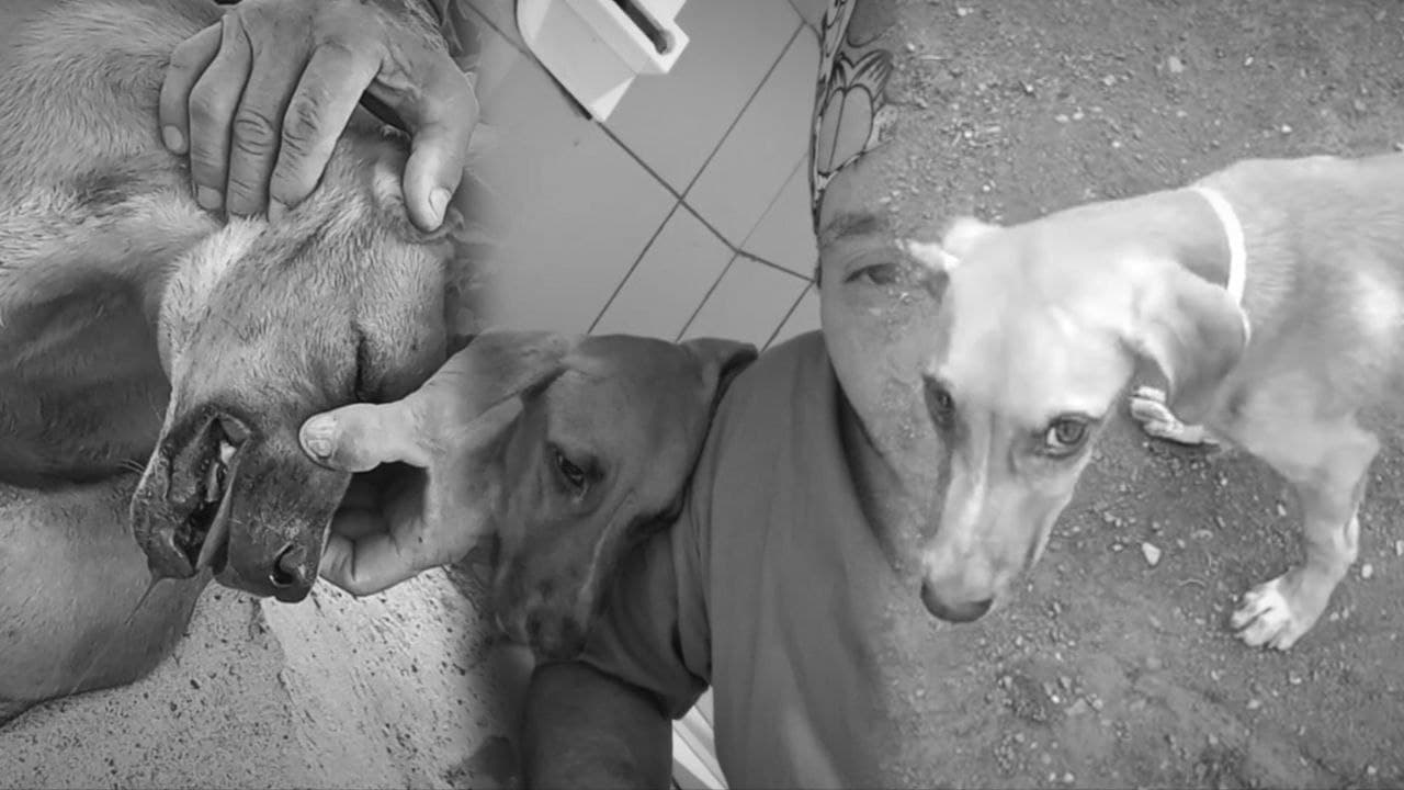 Foto da notícia: Sobrevivente do crime de maus tratos, ‘Caramelo’ morre vítima de picada de abelhas em Guaraí