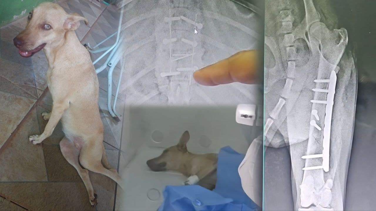 Foto da notícia: Mais de 15 dias depois de ser atropelada em Guaraí, cadelinha de rua passa por cirurgia em Palmas