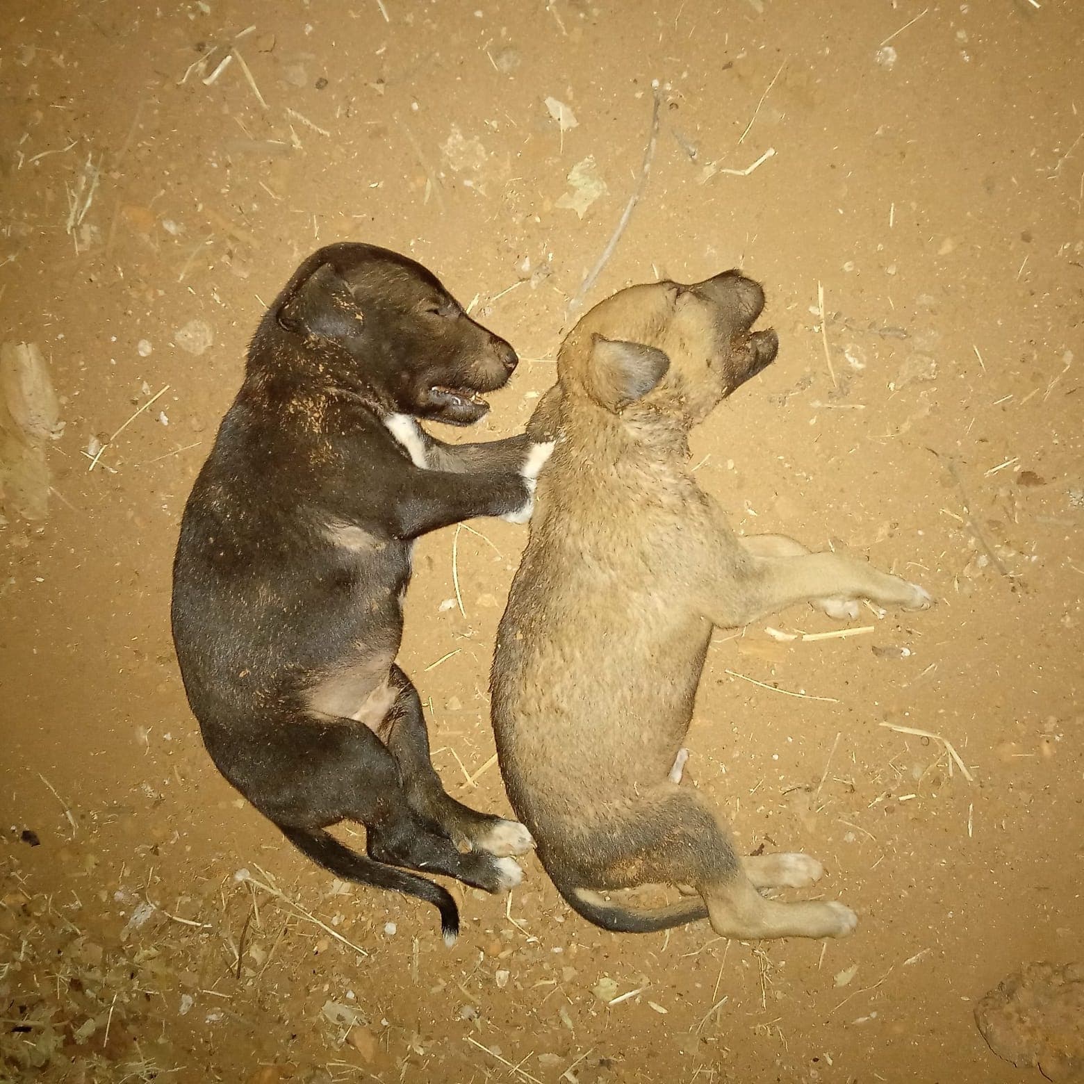 Imagem da notícia: Filhotes abandonados próximo de abrigo de pets em Guaraí são atacados e mortos por cães adultos