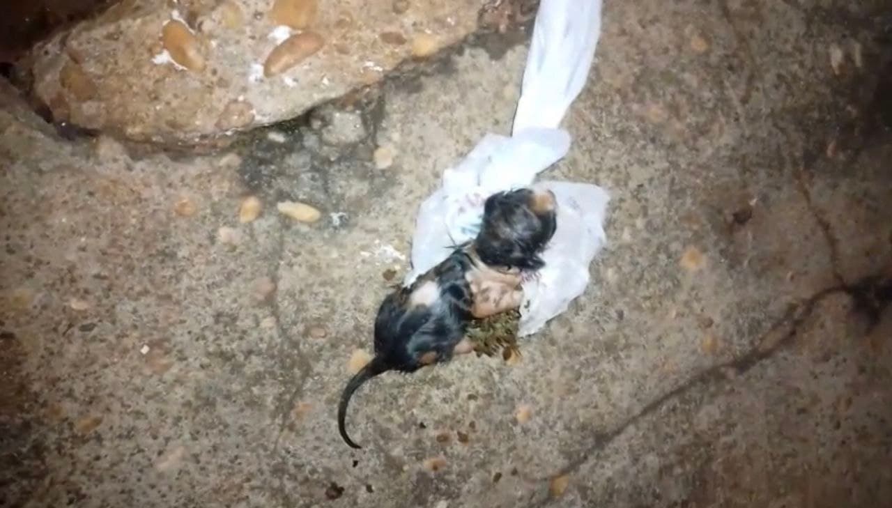Foto da notícia: Morador resgata gatinho recém-nascido que foi descartado em tambor de lixo no Centro de Guaraí