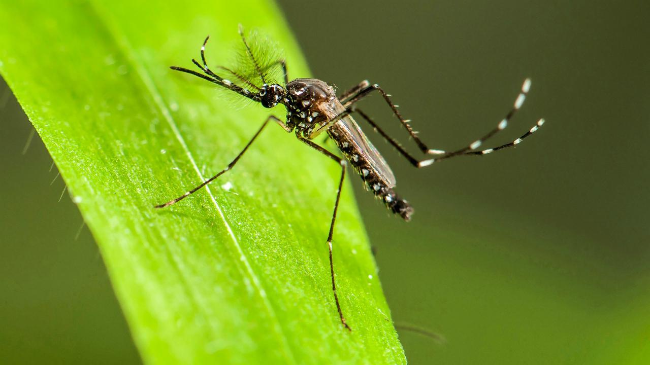 Guaraí registra apenas 4 casos de Chikungunya, 15 de Dengue em nenhum de Zika em 2018