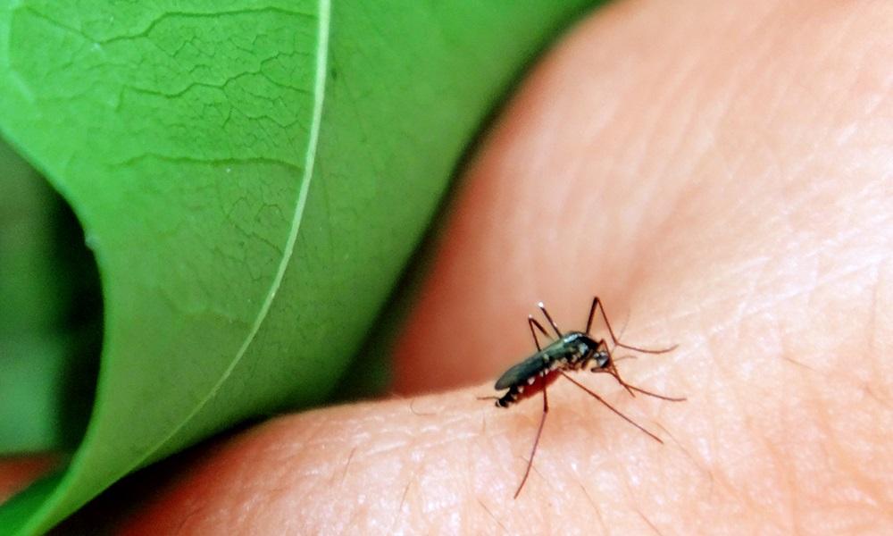 Tocantins lidera o ranking da dengue no Brasil, com 602,9 casos para cada 100 mil habitantes