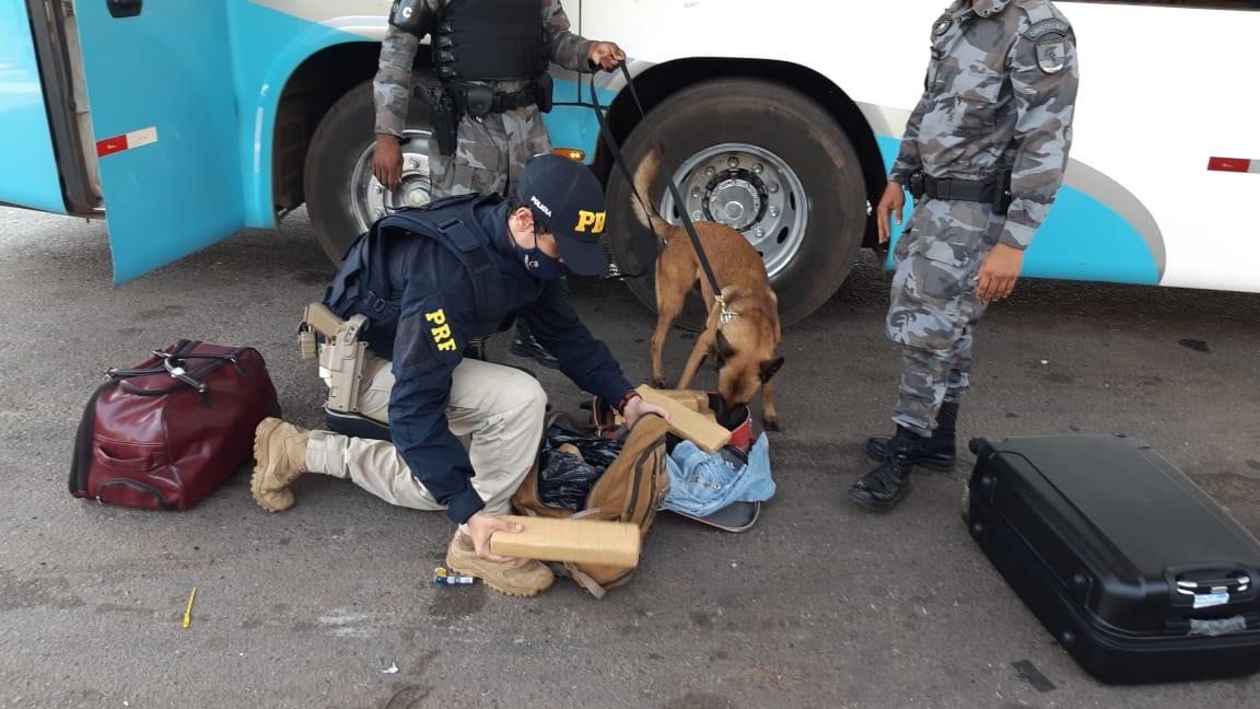 Cachorro policial encontra 15Kg de maconha em fiscalização no posto da PRF de Guaraí