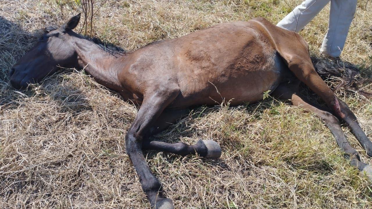 Égua morre após sofrer possível estupro em Guaraí; animal tinha um filhote de apenas 4 meses