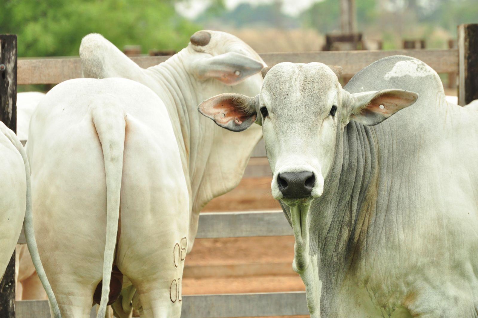 Liminar suspende portaria que retirava incentivos do setor de carnes bovinas no Tocantins