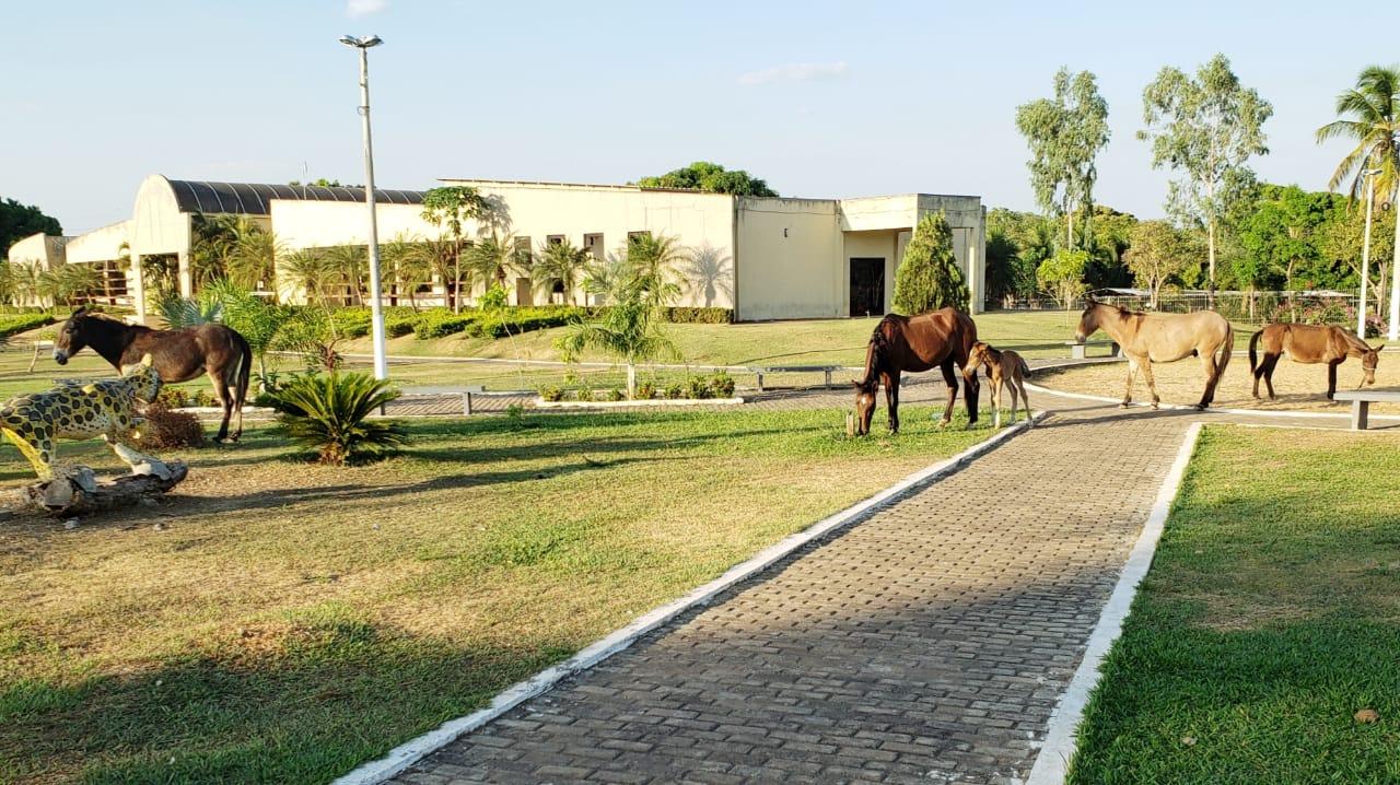 Cavalo, mulas e até um potrinho são flagrados passeando e pastando em praça central de Guaraí
